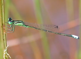 Eastern Forktail